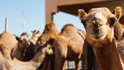 تعبيرية